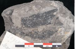 Foto (Detailansicht) von Plantae indet.  (NHMW-GEO-2024-0188-10226)
